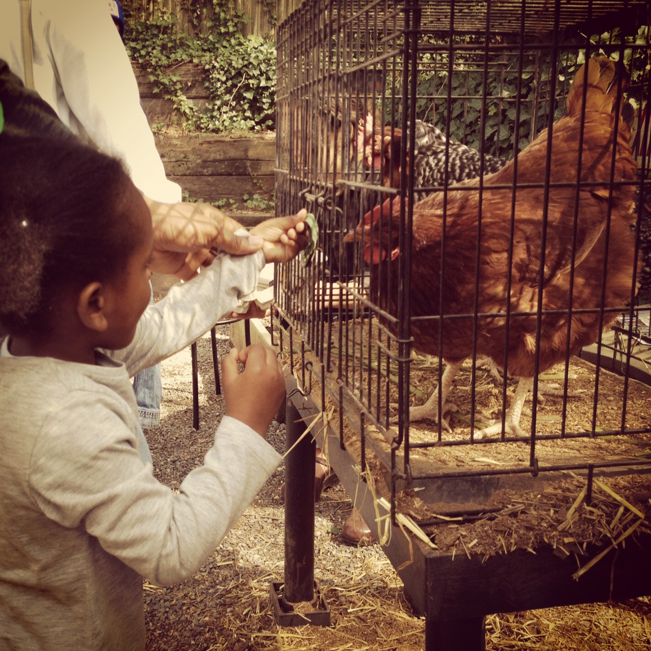 Chickens in the Garden | Teach Green in Brooklyn